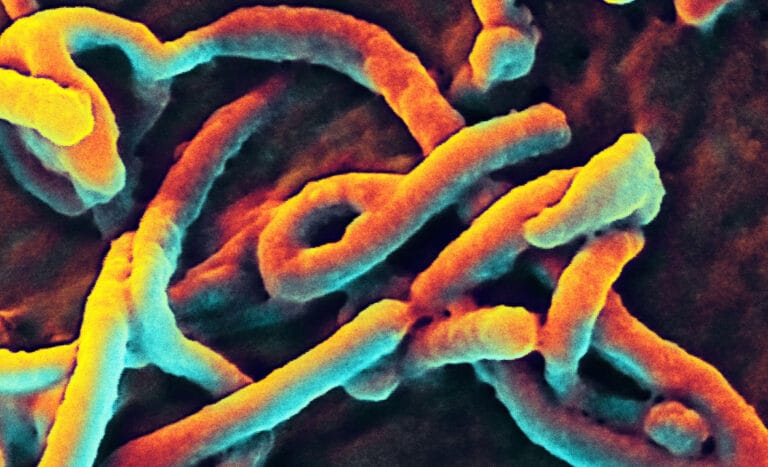 WebMorcha Web Morcha ebola virus