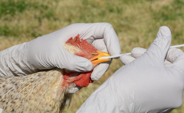 Bird Flu