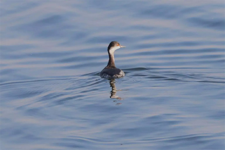 black-necked grebe
