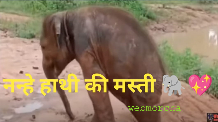 WebMorcha Web Morcha देखें वीडियो: नन्हे हाथी की मस्ती