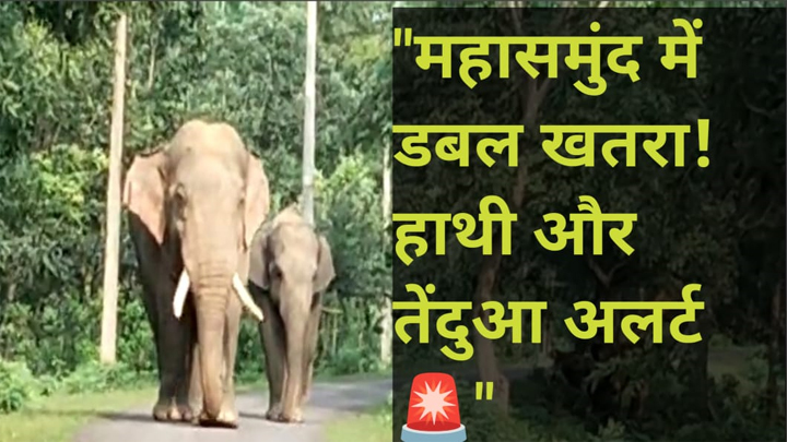 WebMorcha Web Morcha महासमुंद: हाथियों के बाद अब तेंदुआ