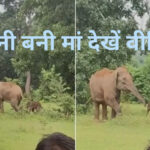 WebMorcha Web Morcha हथिनी ने शावक को दिया जन्म