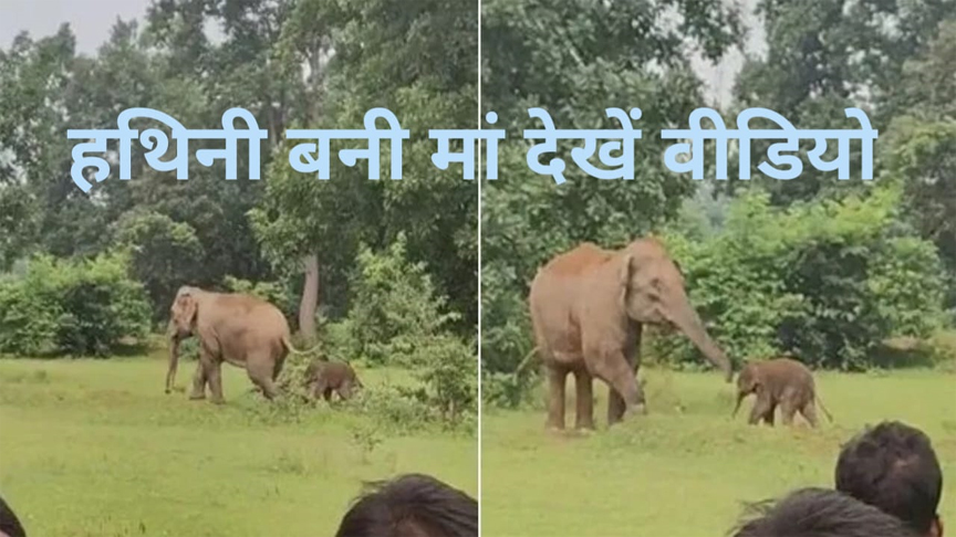WebMorcha Web Morcha हथिनी ने शावक को दिया जन्म