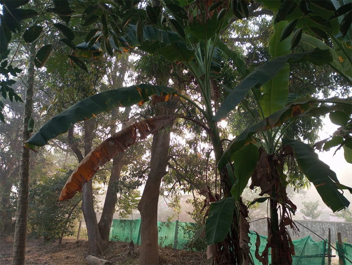 छत्तीसगढ़