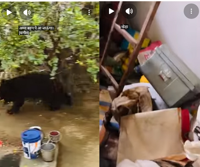 बागबाहरा घर के रसोई में घुसा भालू, पी गया एक टिन तेल!