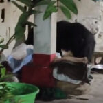 WebMorcha Web Morcha तेल चोर भालू से बागबाहरा के ग्रामीण दहशत