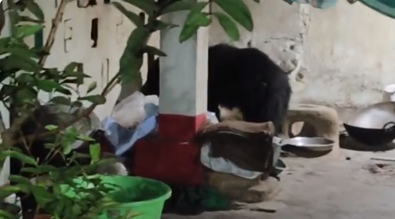 तेल चोर भालू से बागबाहरा के ग्रामीण दहशत