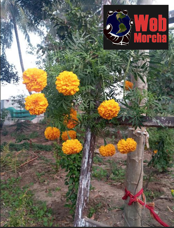 Vastu Tips for New Year 2026: नए साल में सुख‑शांति और तरक्की के लिए अपनाएं ये आसान उपाय Web Morcha पौधों से बढ़ाएं सकारात्मकता