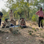 WebMorcha Web Morcha 📰 बेखौफ शिकारी: खैरागढ़ में तेंदुए की निर्मम हत्या, पंजे-नाखून और जबड़े के दांत काटकर ले गए