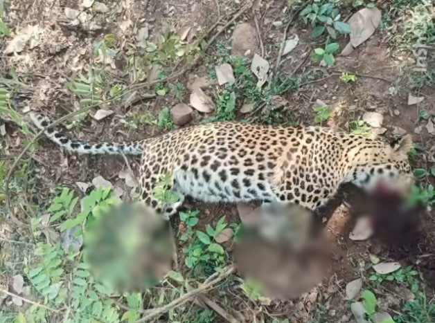 बेखौफ शिकारी: खैरागढ़ में तेंदुए की निर्मम हत्या, पंजे-नाखून और जबड़े के दांत काटकर ले गए Web Morcha 📰 बेखौफ शिकारी: खैरागढ़ में तेंदुए की निर्मम हत्या, पंजे-नाखून और जबड़े के दांत काटकर ले गए