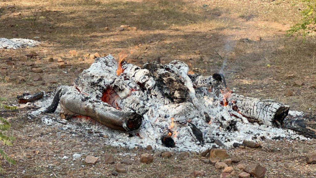 बेखौफ शिकारी: खैरागढ़ में तेंदुए की निर्मम हत्या, पंजे-नाखून और जबड़े के दांत काटकर ले गए Web Morcha 📰 बेखौफ शिकारी: खैरागढ़ में तेंदुए की निर्मम हत्या, पंजे-नाखून और जबड़े के दांत काटकर ले गए