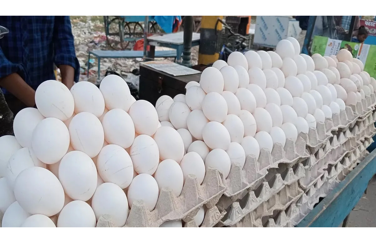 WebMorcha Web Morcha छत्तीसगढ़ में ठंड के साथ बढ़ी अंडों की खपत