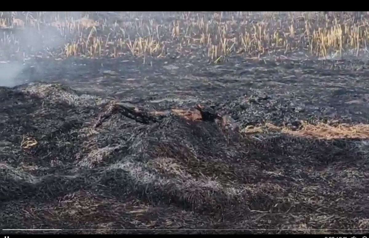 WebMorcha Web Morcha बलौदाबाजार में पराली जलाने का हादसा: महिला जिंदा जलकर मौत, परिवार में तीन बच्चे