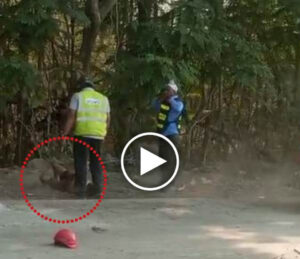 आम तोड़ने पर बच्चे से बेरहमी! गार्ड ने उठाकर पटका, VIDEO वायरल, मंत्री ने दिए सख्त कार्रवाई के आदेश