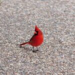 15 20 55 747 960 720 sitename%