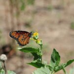 साप्ताहिक राशिफल: जानें 16 मार्च से 22 मार्च 2026 तक के लिए आपके सितारों का हाल