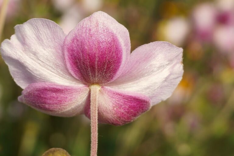 साप्ताहिक राशिफल: जानें 16 मार्च से 22 मार्च 2026 तक आपकी राशि का भविष्य