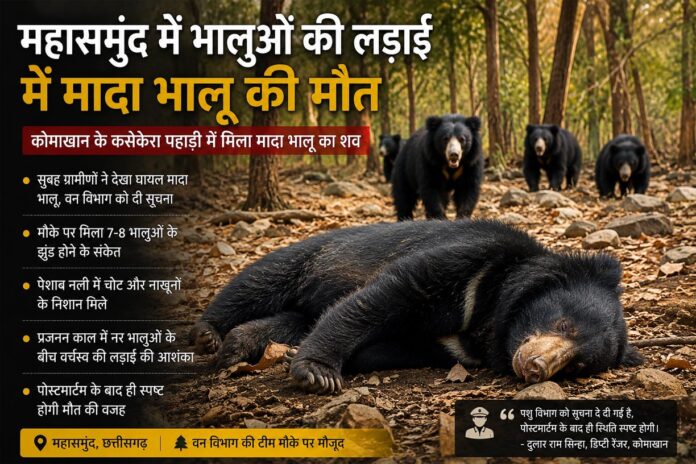 महासमुंद के कोमाखान क्षेत्र की कसेकेरा पहाड़ी में जंगल के बीच मृत अवस्था में पड़ी मादा भालू और आसपास घूमते अन्य भालू, घटना से जुड़ी जानकारी के साथ न्यूज ग्राफिक।