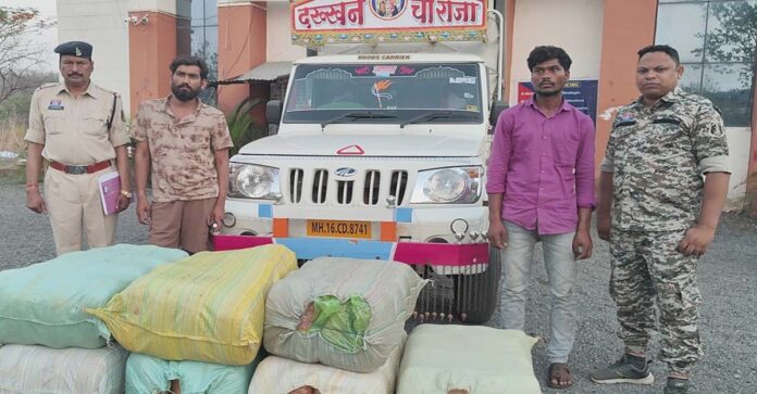 महासमुंद पुलिस की बड़ी कार्रवाई: 1.14 करोड़ का गांजा जब्त, 2 अंतरराज्यीय तस्कर गिरफ्तार