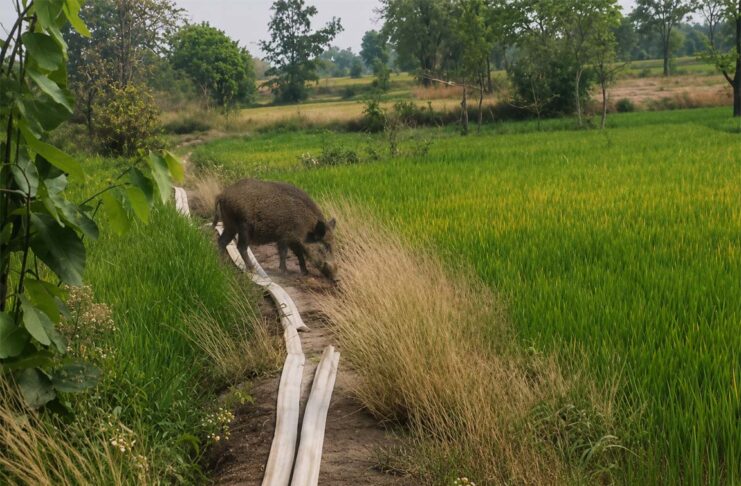 जंगली सूअर के आतंक से किसान परेशान, पेड़ पर चढ़कर बचाई जान, देखें वीडियो जंगली सूअर के आतंक से किसान परेशान, पेड़ पर चढ़कर बचाई जान, देखें वीडियो