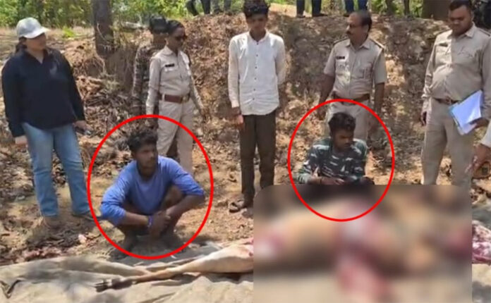 महासमुंद: ग्रामीणों ने मादा नीलगाय का किया शिकार, दो आरोपी गिरफ्तार, चार फरार