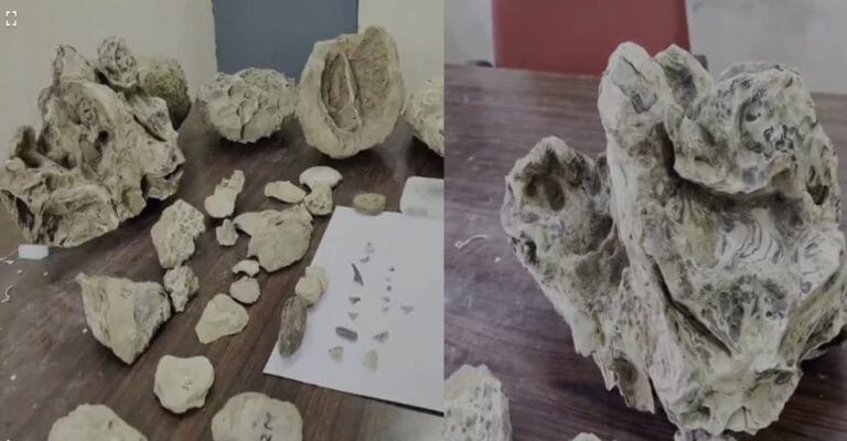 ओडिशा के बारीपदा में मिले 1.5 करोड़ साल पुराने समुद्री जीवाश्म, कभी समुद्र के नीचे था पूरा इलाका