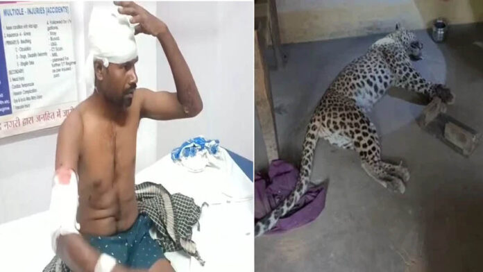 घर में घुसा तेंदुआ, दो ग्रामीणों पर किया हमला; आक्रोशित लोगों ने पीट-पीटकर मार डाला