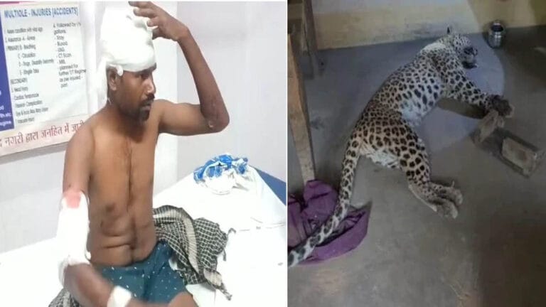 घर में घुसा तेंदुआ, दो ग्रामीणों पर किया हमला; आक्रोशित लोगों ने पीट-पीटकर मार डाला