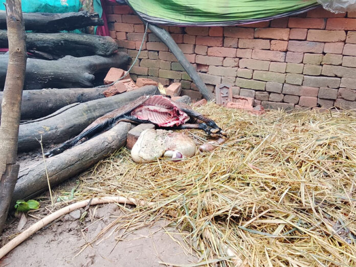 पंडरीपानी में फिर तेंदुए का आतंक, घर में घुसकर बत्तख और गर्भवती बकरी को बनाया शिकार